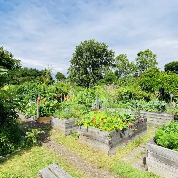 stratchona-community-garden